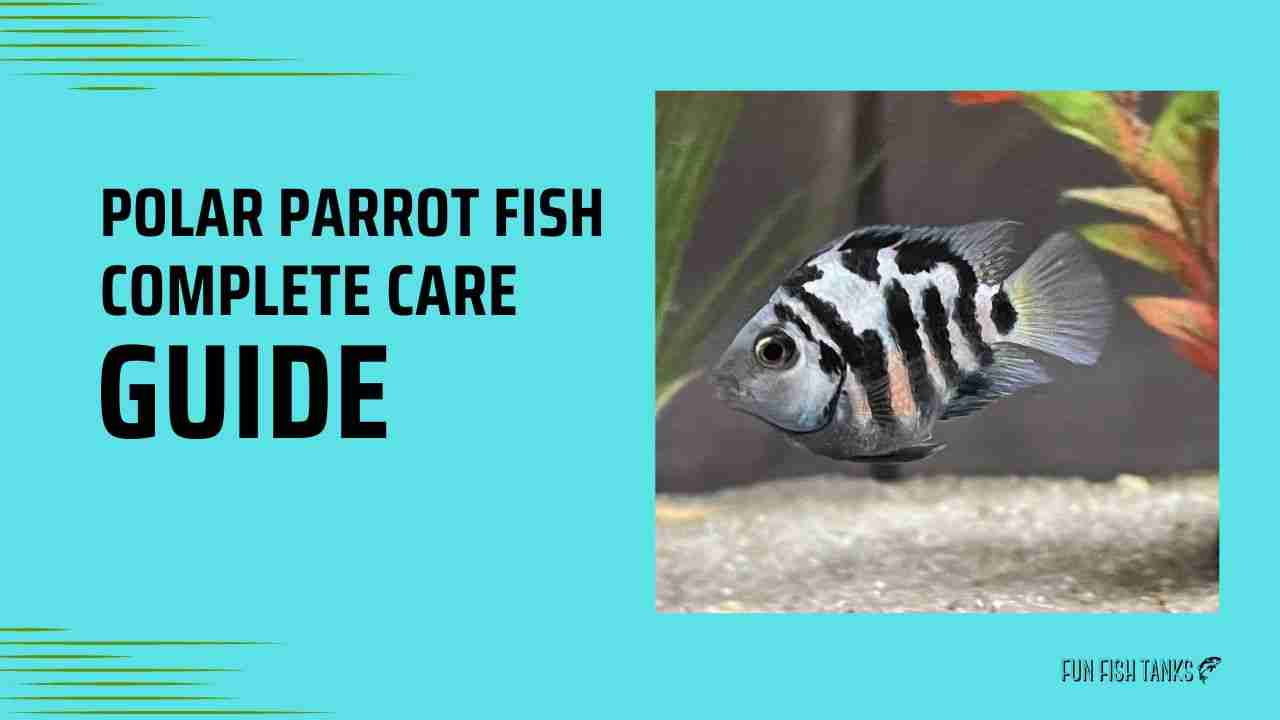 Polar Parrot Fish complete Care Guide