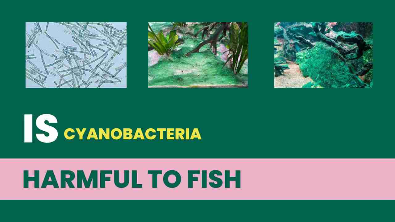 Is cyanobacteria harmful to fish?