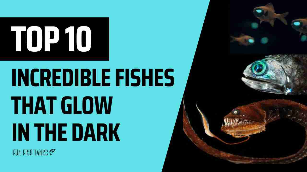 Top 10 incredible fishes that glow in the dark