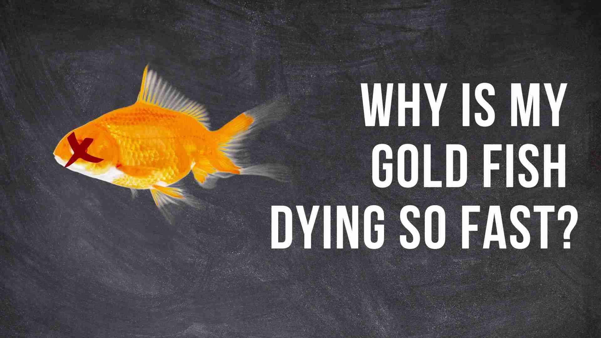 why is my gold fish dying so fast