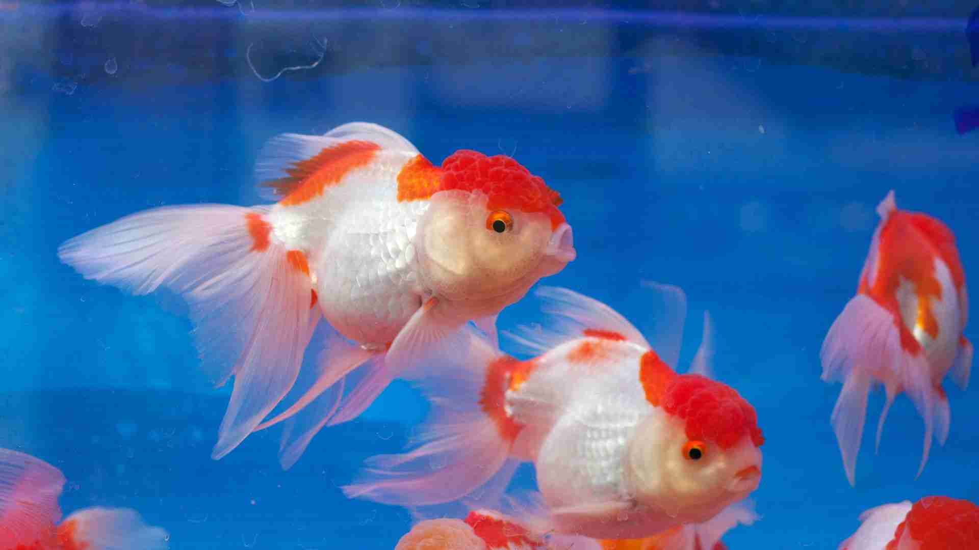 How Long To Quarantine New Fish Before Adding To Tank