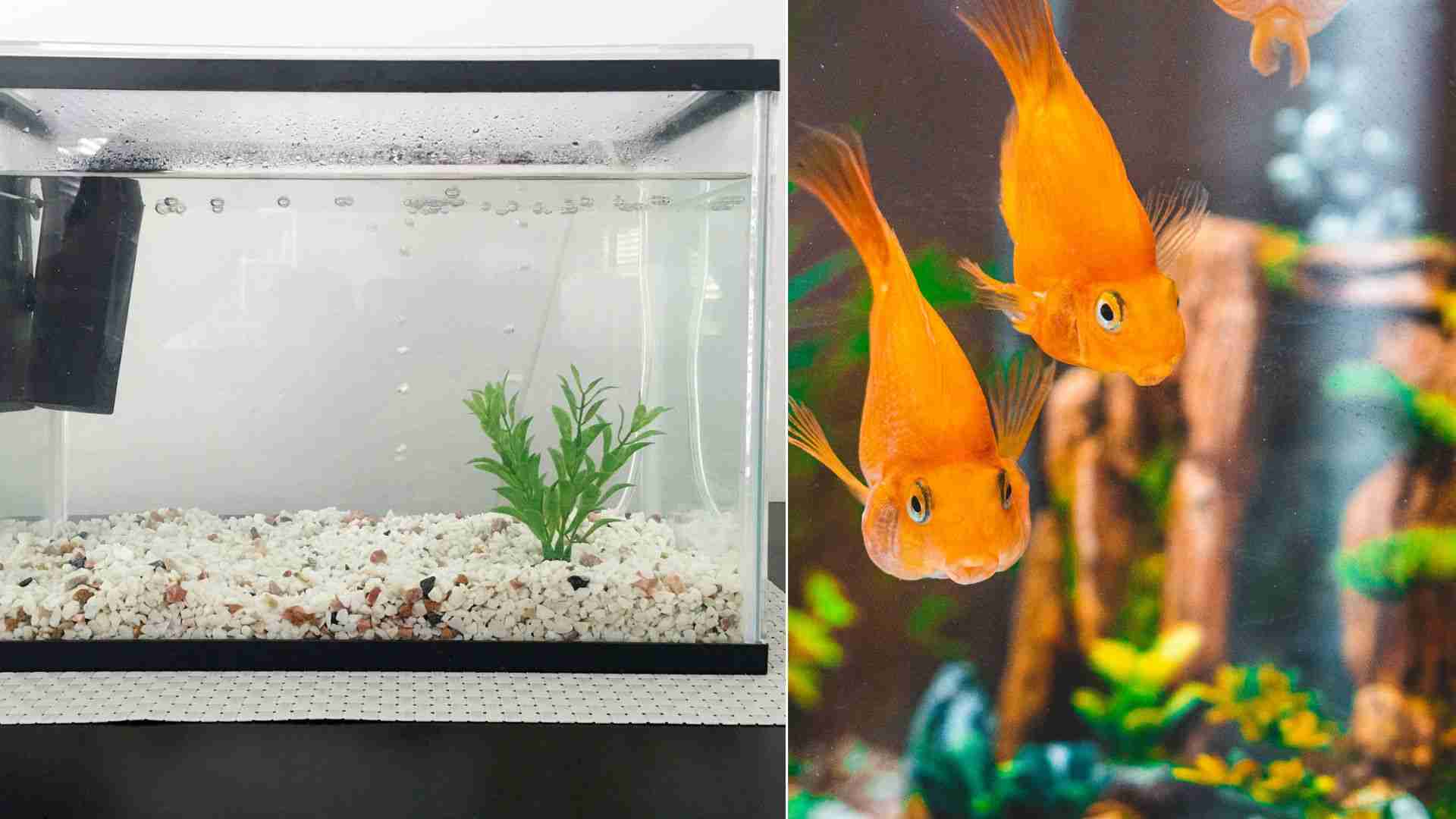 How to Change Aquarium Filter Without Losing Beneficial Bacteria
