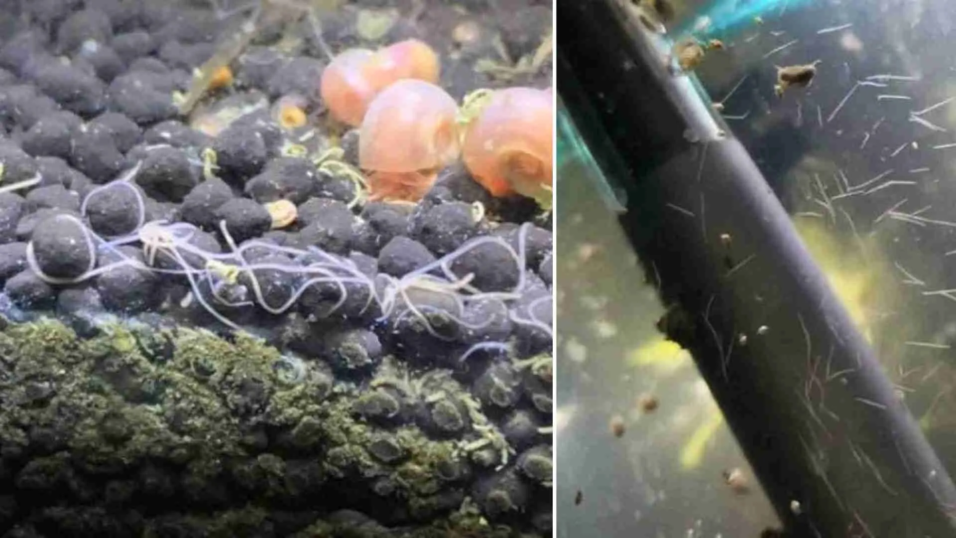 How to Get Rid of Detritus Worms in Your Aquarium