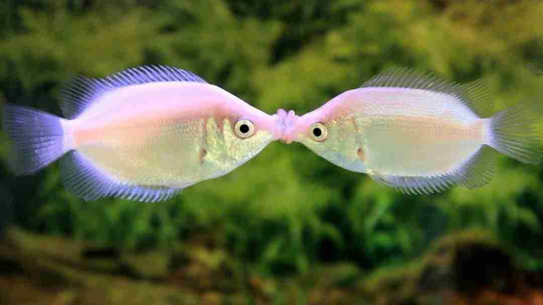 Top 10 fishes that are pink in color
