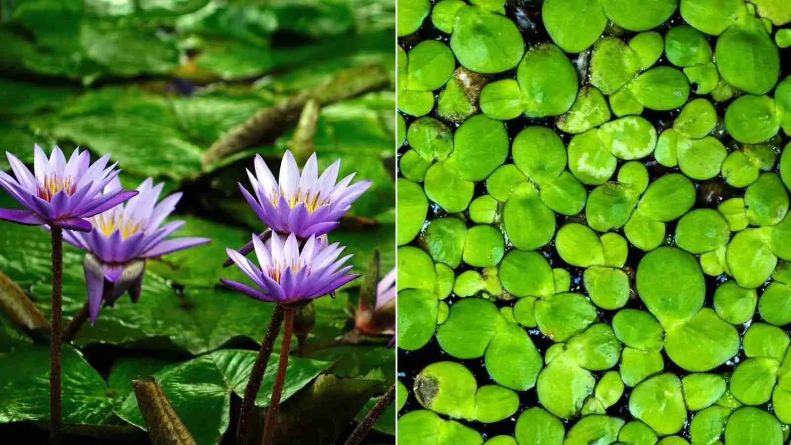 Top 10 Best Plants for Your Koi Fish Pond