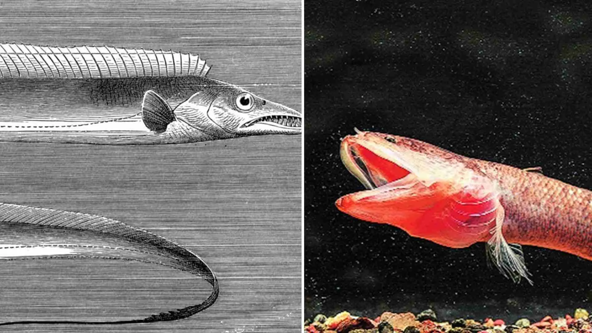 Top 10 Fishes That Look Like Eels