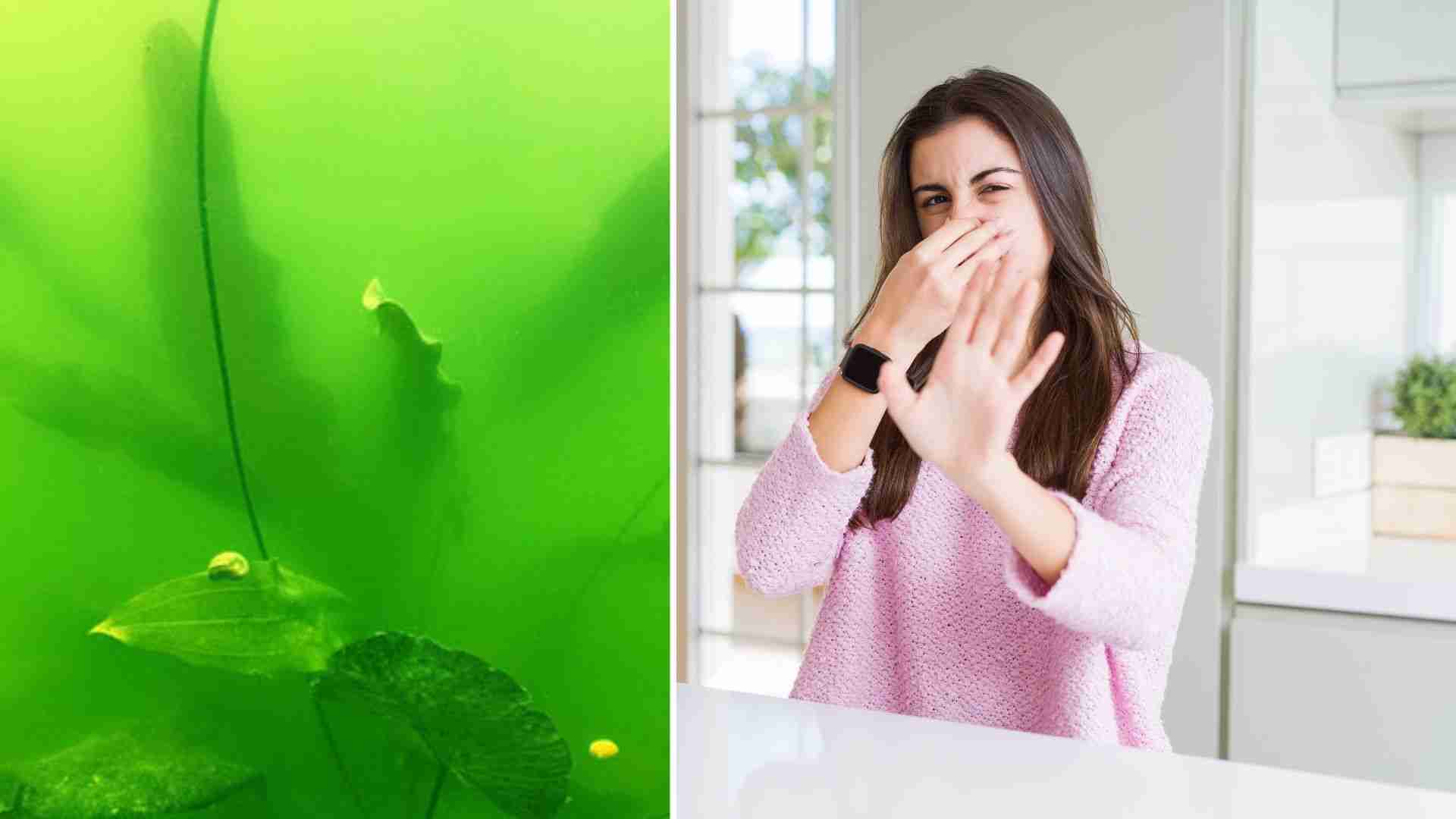 Top 15 Common Fish Tank Problems In Your Aquarium & How To Fix Them