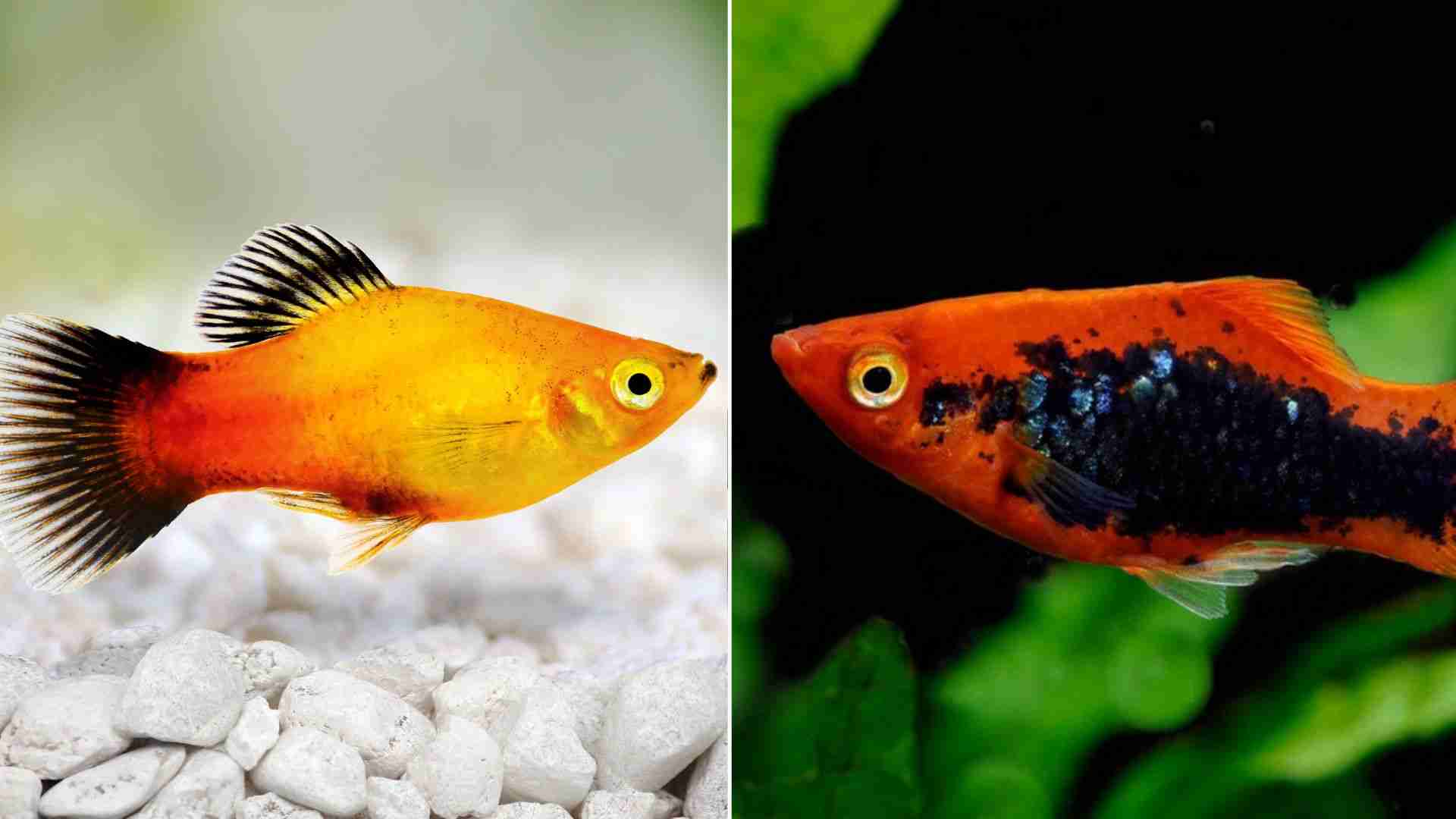 Top 16 Types of Platy Fish Breeds For Your Aquarium 