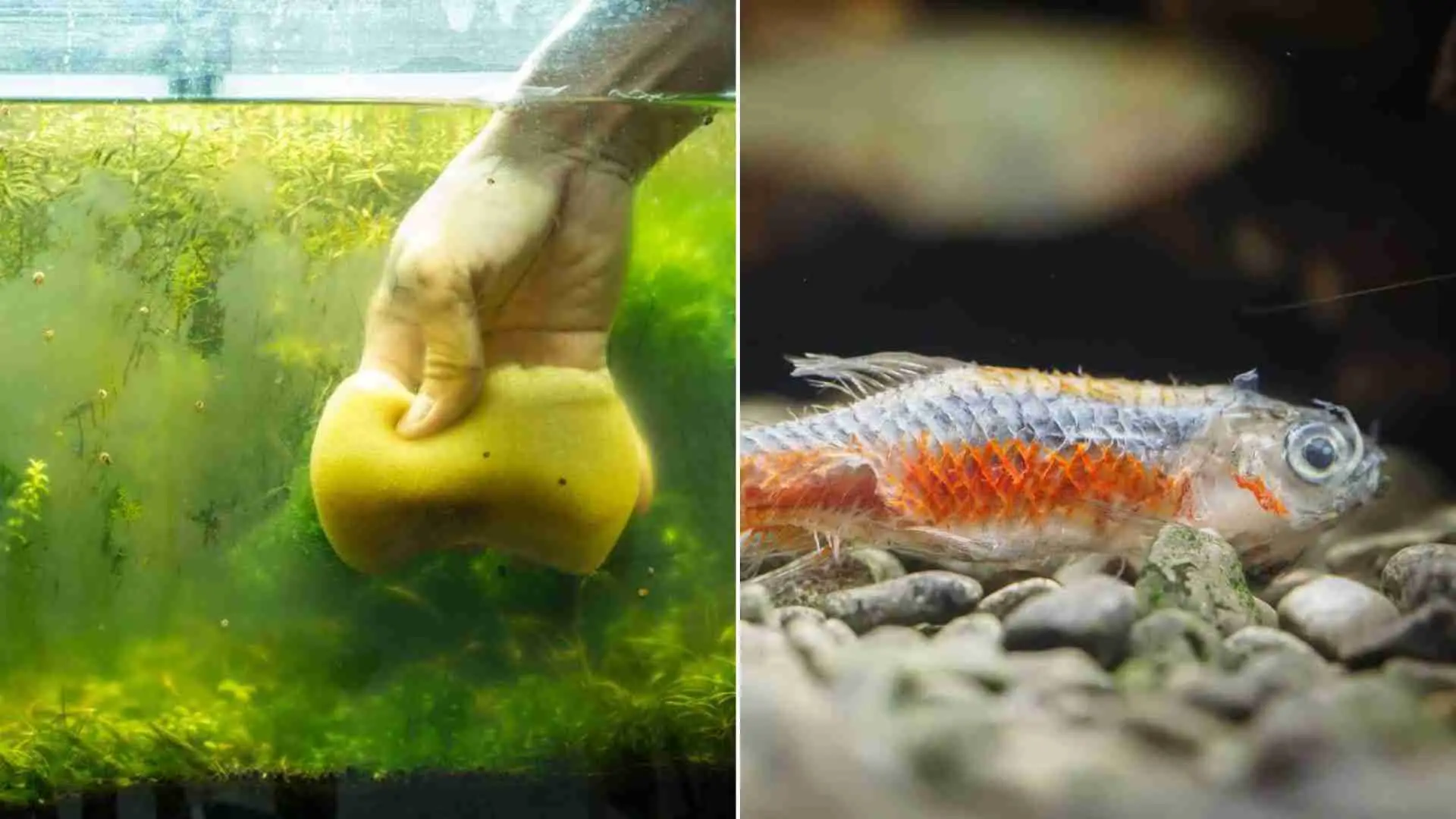 Top 8 Signs of Poor Water Quality in Aquarium 