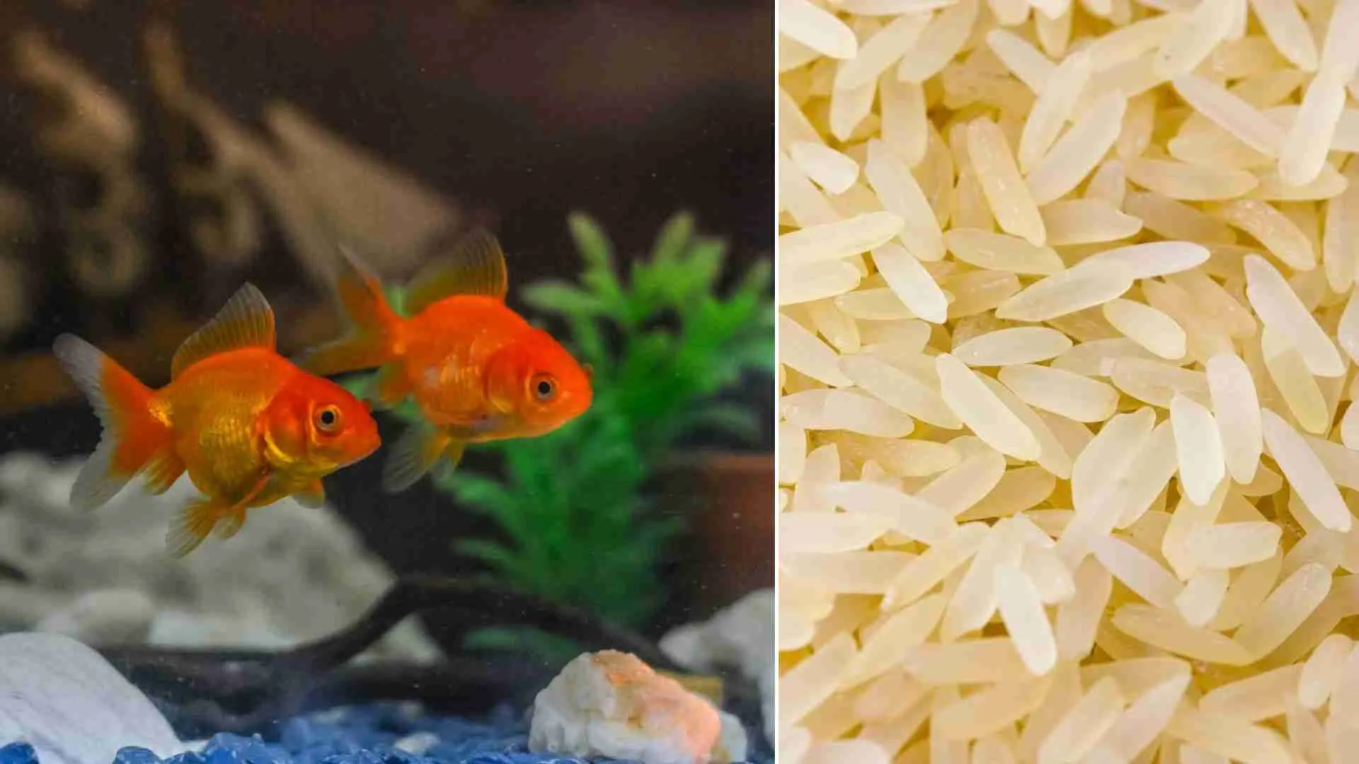 can-goldfish-eat-rice