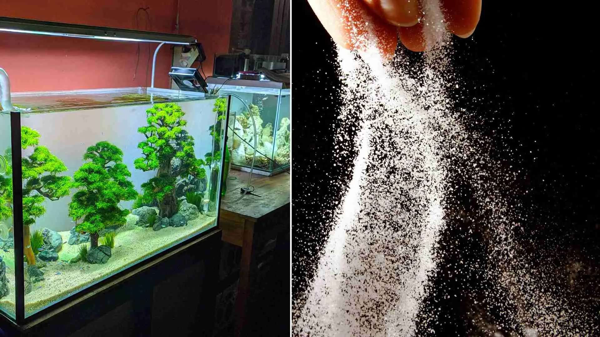 Does Aquarium Salt Expire? What you Need to Know 