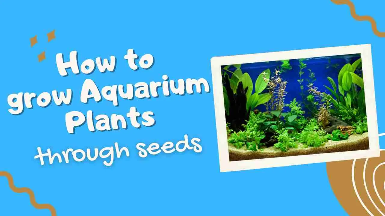 How to grow Aquarium Plants through seeds