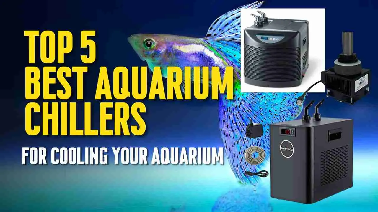 Top 5 Best Aquarium Chiller  For Cooling Your Aquarium