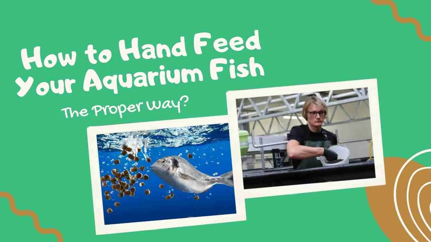 How to hand feed your aquarium fish
