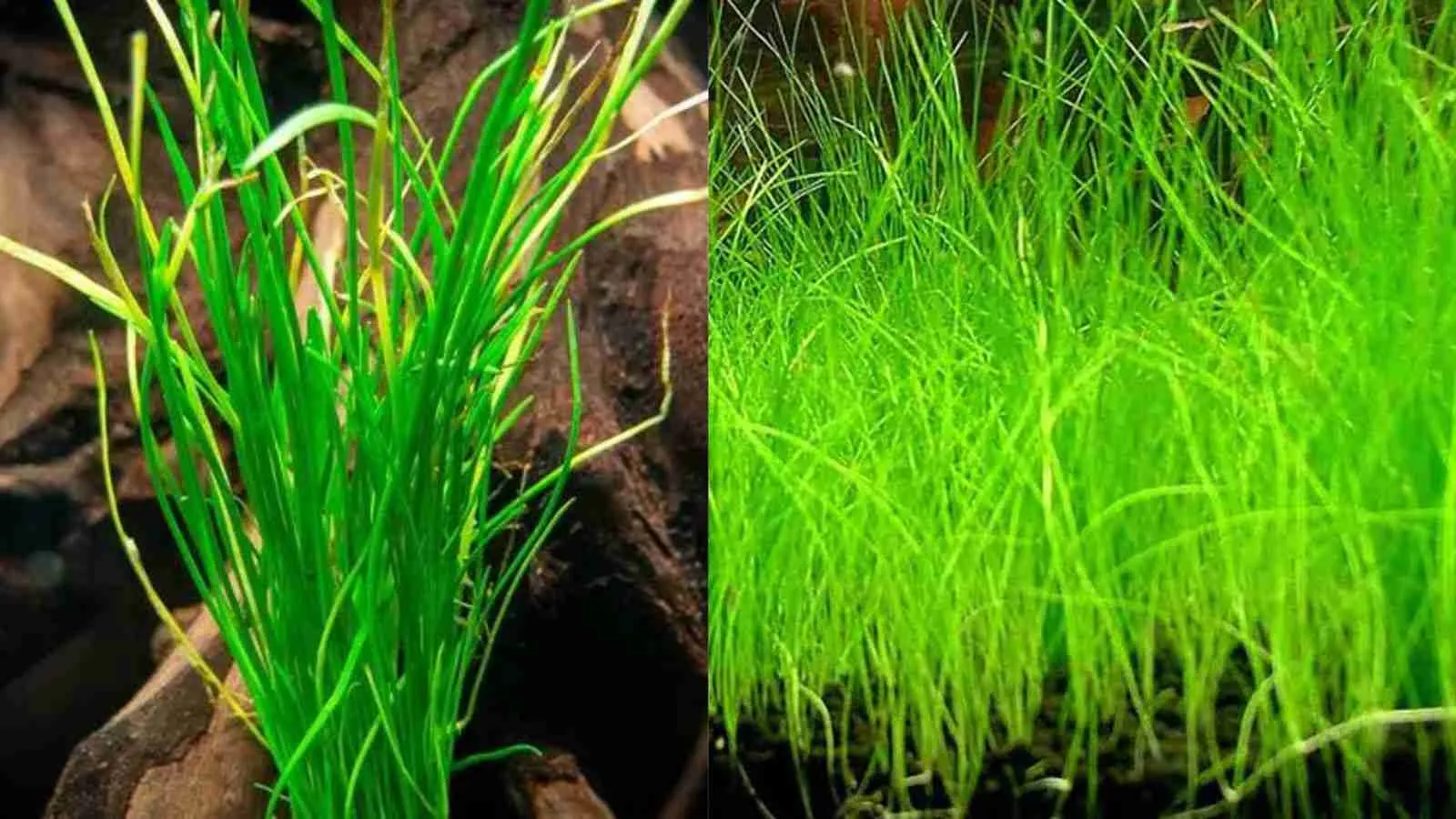 Top 5 Best Foreground Plants For Your Aquarium