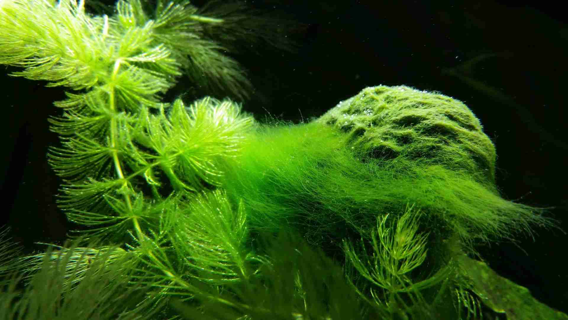 How to Get Rid of Hair Algae in Fish Tank