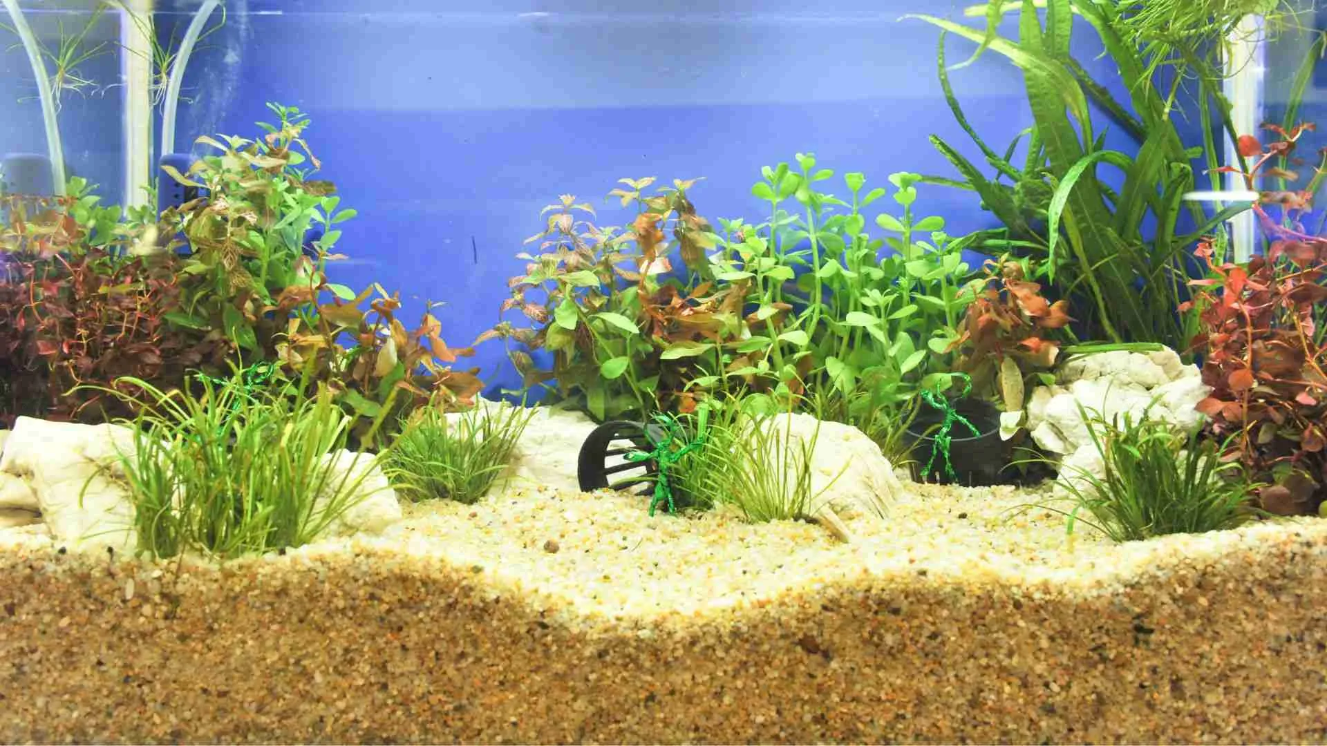 Can You Use Sand As A Substrate For Plants