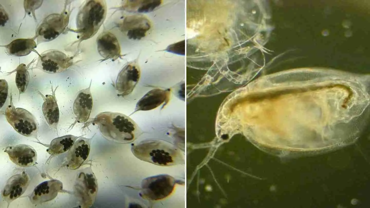 How do I get rid of fleas in my aquarium 